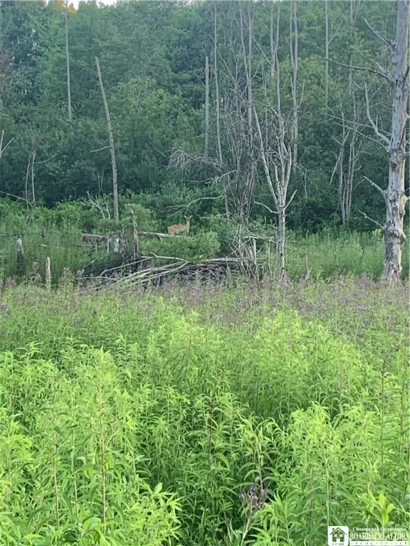 Zoom to Big Doe