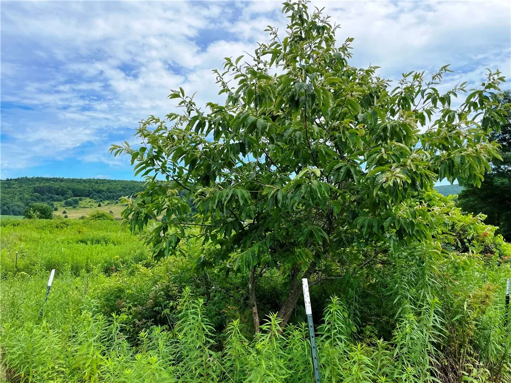 6039 State Highway 23, New Berlin, New York 13843, New Berlin, New York 13843, 3 Bedrooms Bedrooms, 4 Rooms Rooms,1 BathroomBathrooms,Residential,For Sale,6039 State Highway 23, New Berlin, New York 13843,R1623958