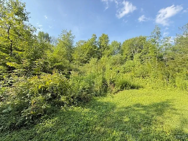 One of several mowed areas behind cabin