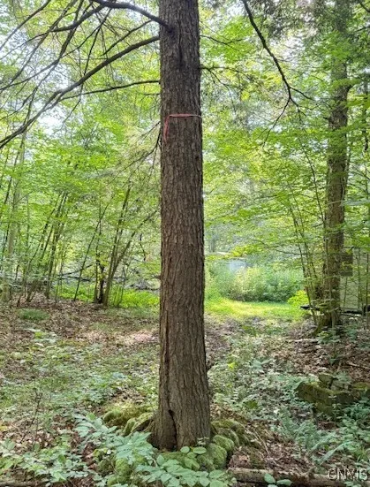 See ribbon on tree for side property line (Property to the right as you look at cabin from road) in back behind old camper.