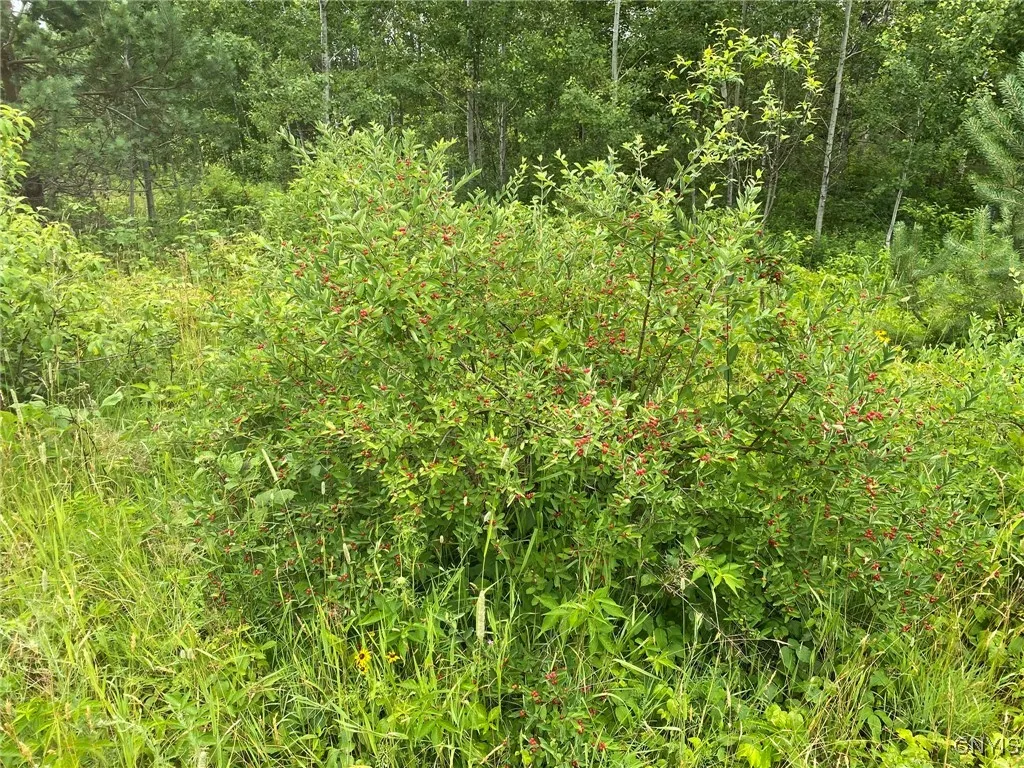 Bush Honeysuckle