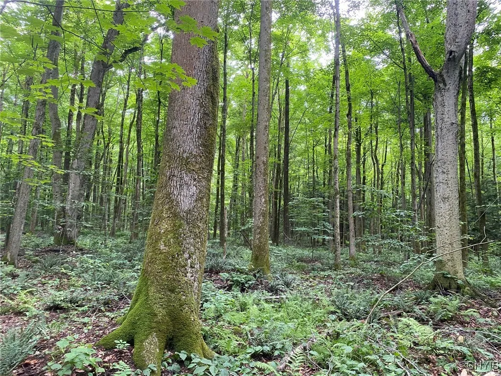 Large Bitternut Hickory