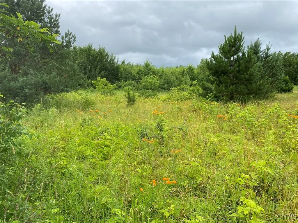 Meadow Reverting to Forest