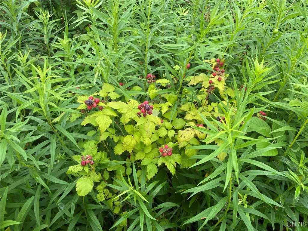 Black Raspberry