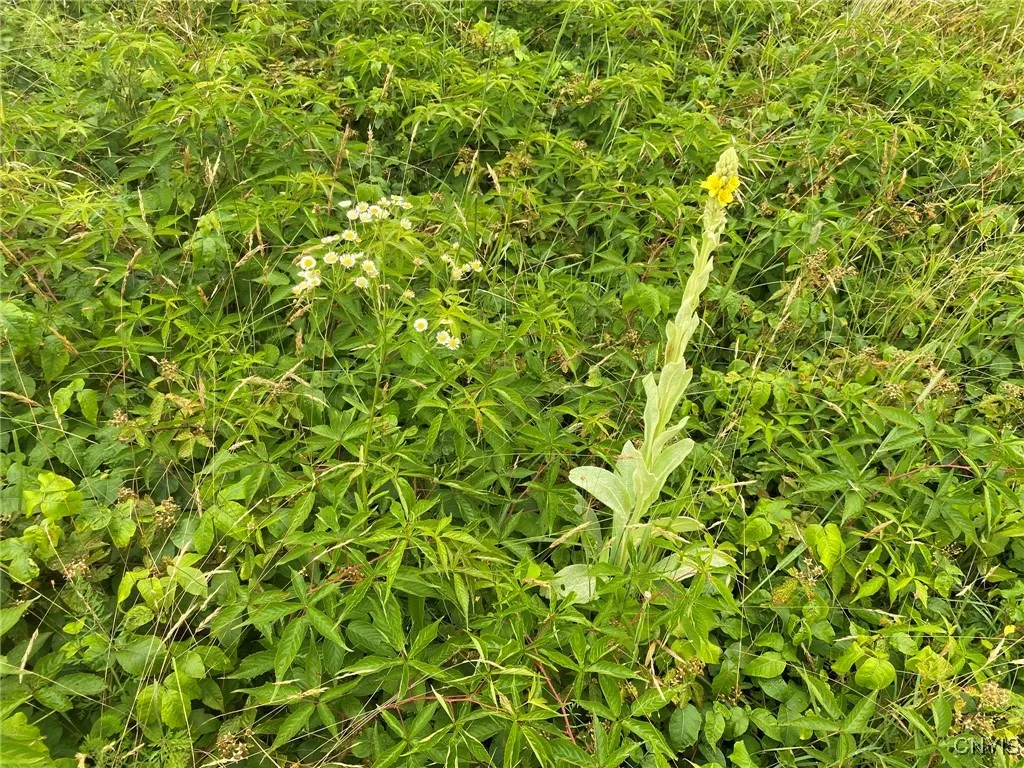 Fleabane and Mullein