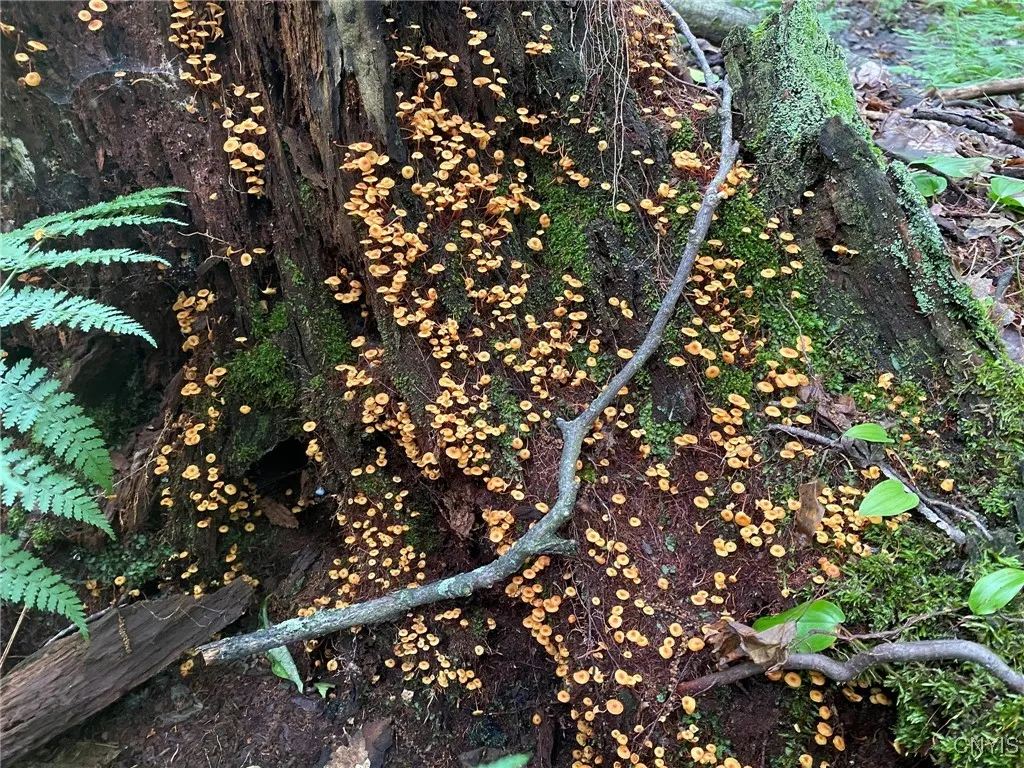 Bonnet Mushrooms