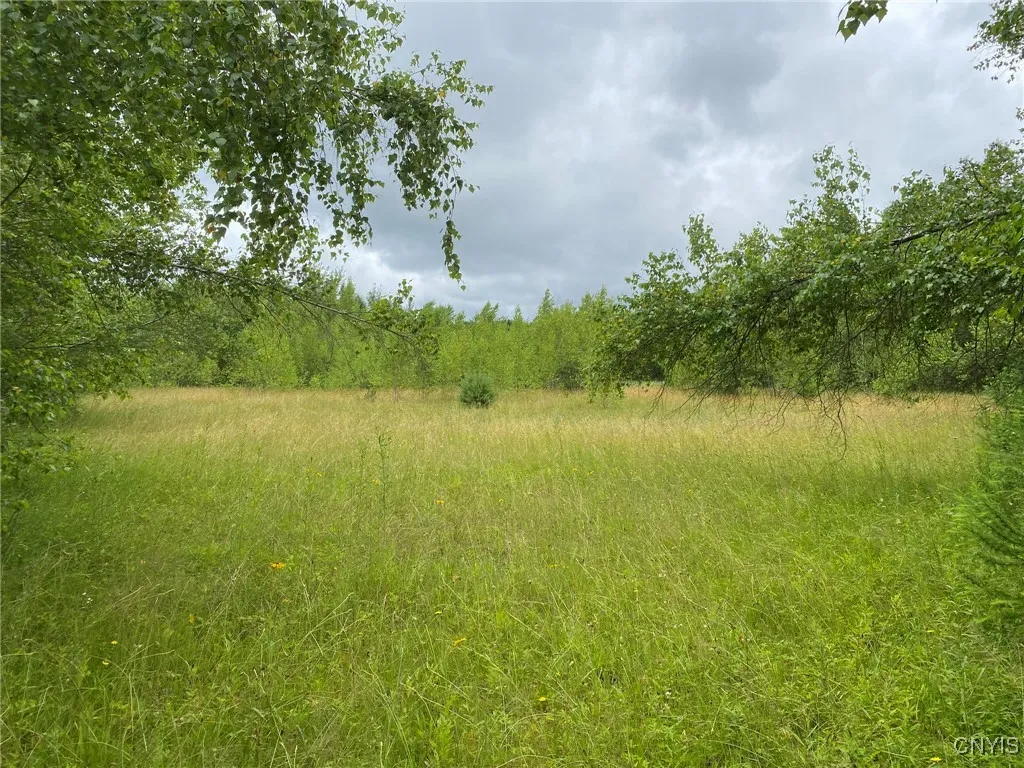 Field Near Pond