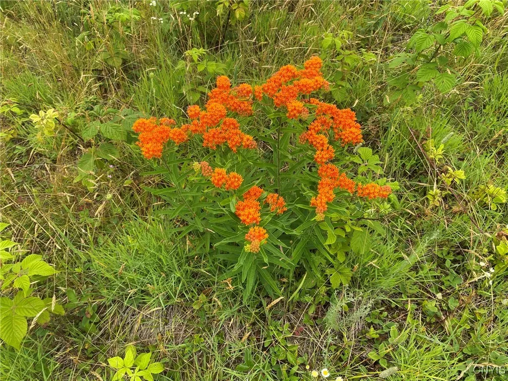Butterfly Milkweed
