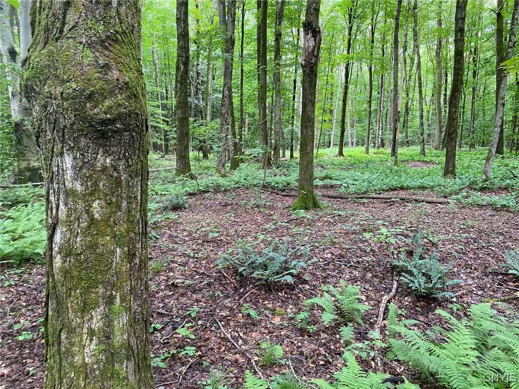 Forest Floor Ferns