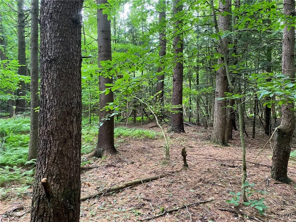 White Pine