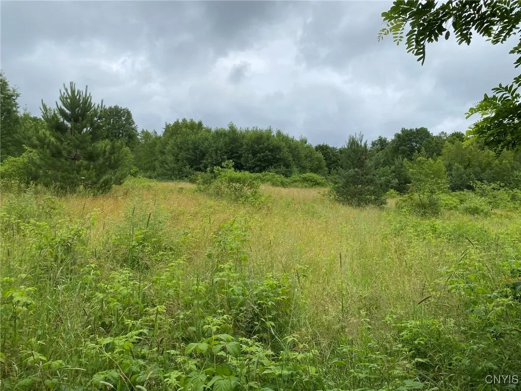Pioneer Trees in Meadow