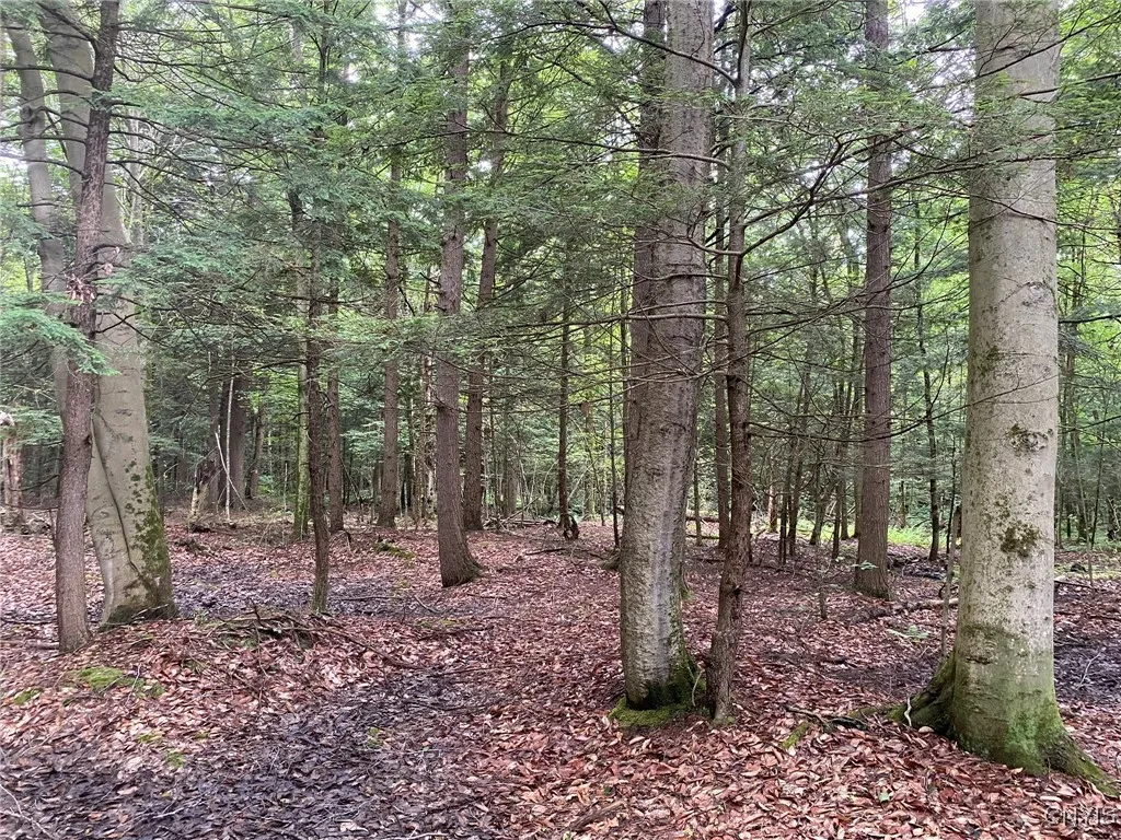 Beech and Hemlock