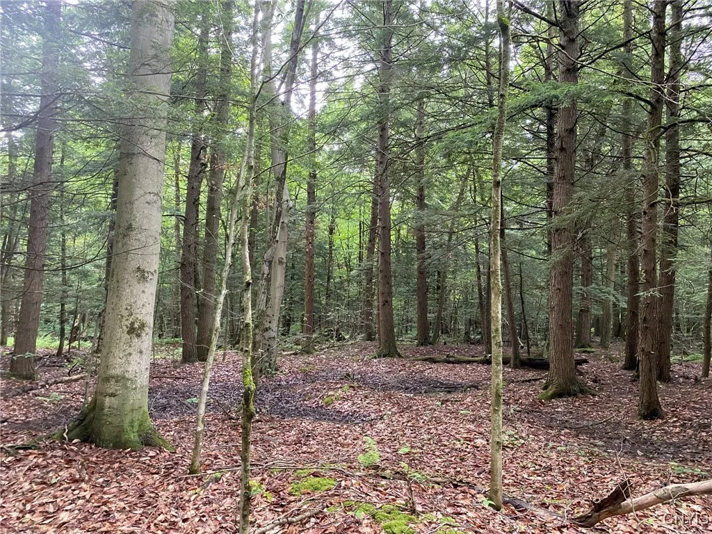 Beech and Hemlock