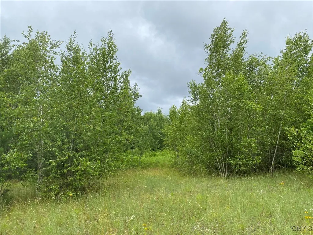 Pioneer Gray Birch