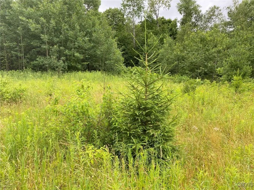 Norway Spruce