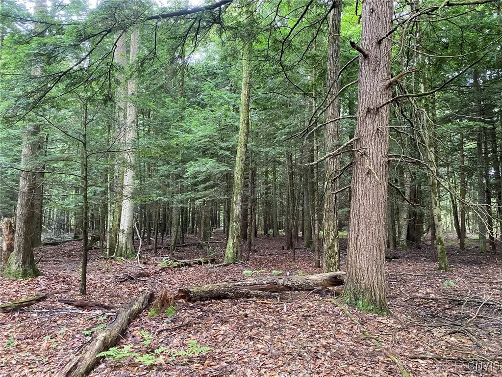 Hemlock and Hardwoods