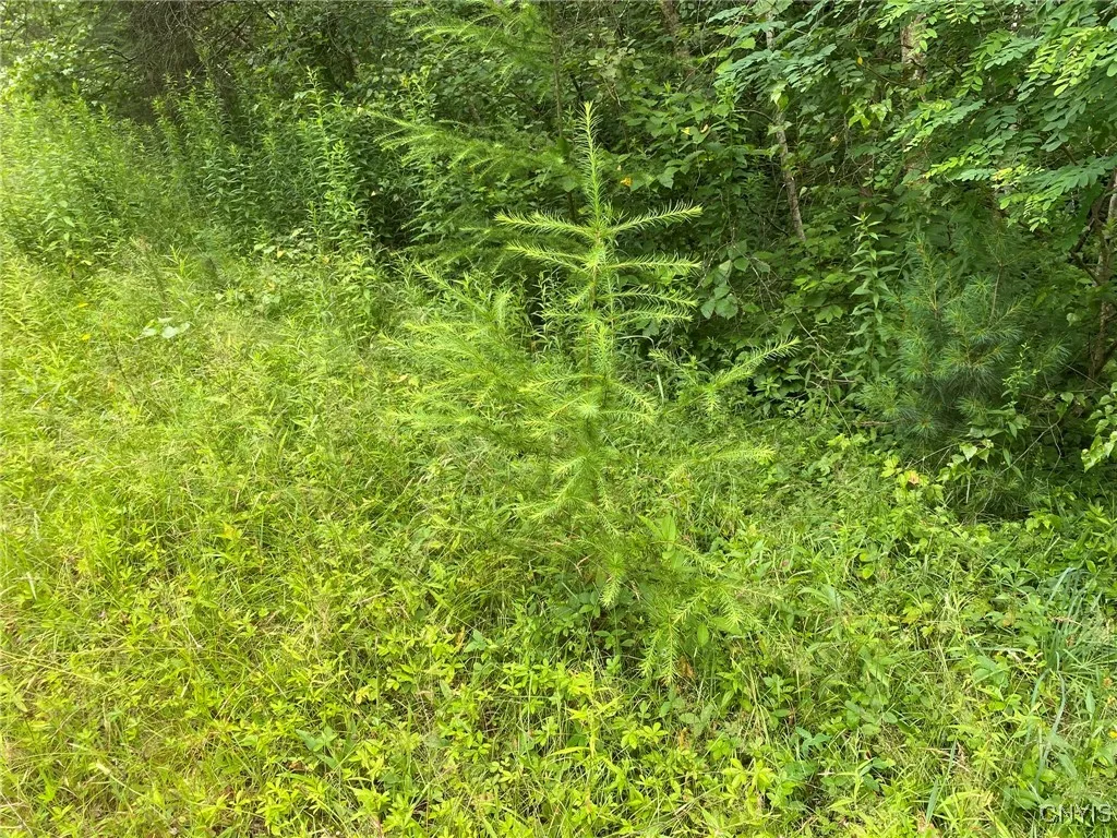 Tamarack Seedling