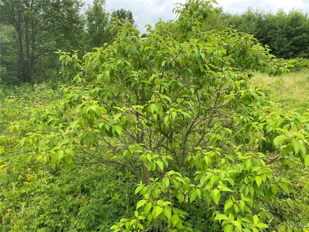 Silky Dogwood