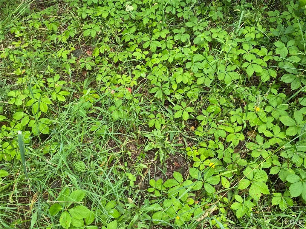 Virginia Creeper