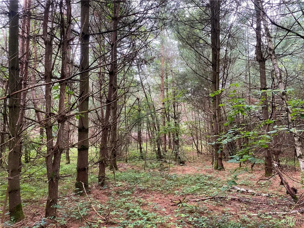 Reclamation Pine in Gravel Pit