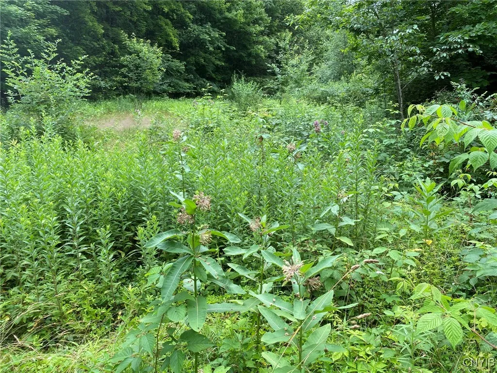 Milkweed and Goldenrod