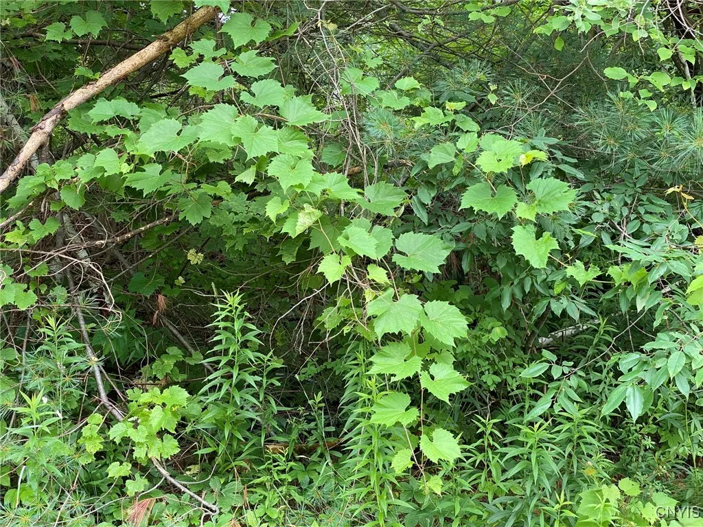 Wild Grape
