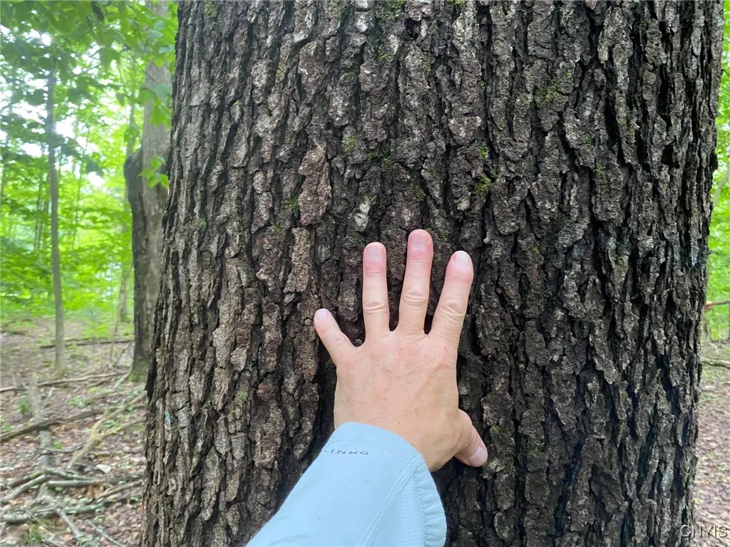 Sawtimber Black Cherry