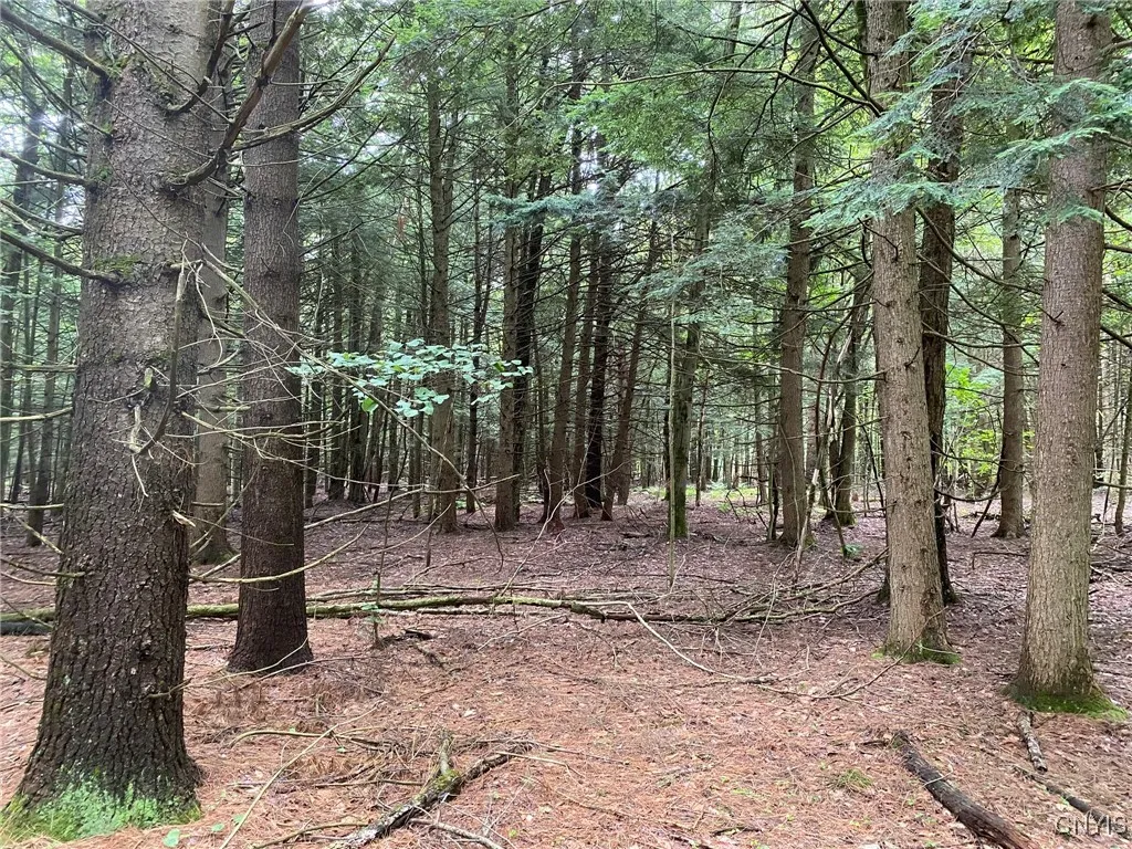 Sawtimber White Pine and Hemlock