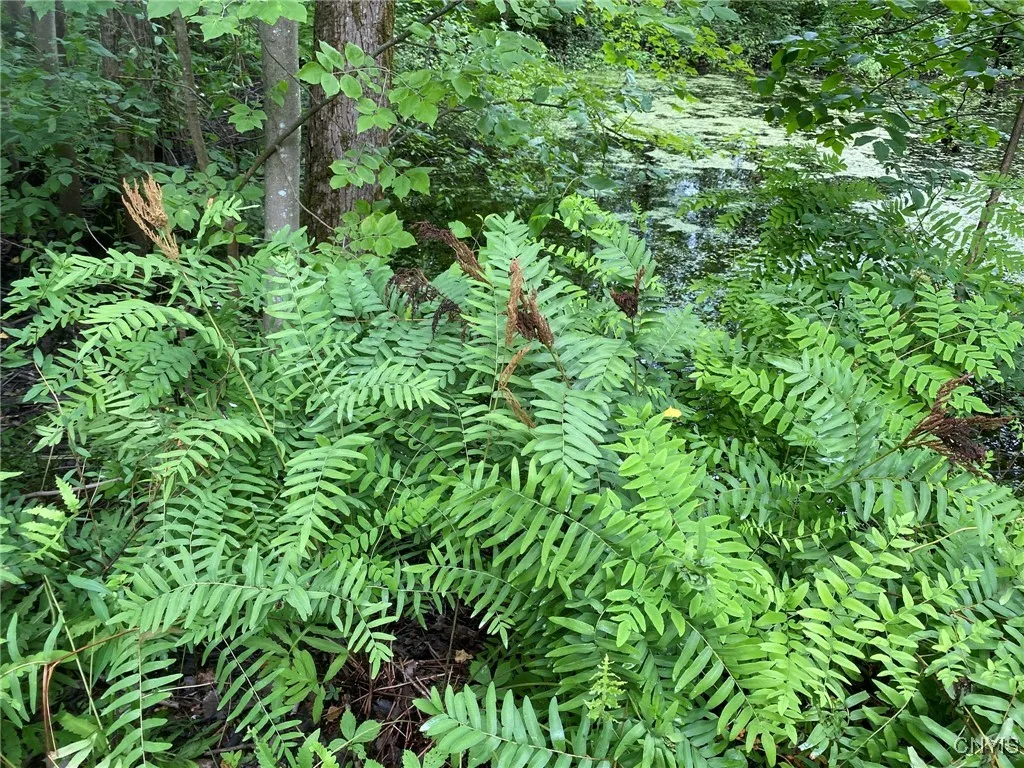Ferns Near Pond