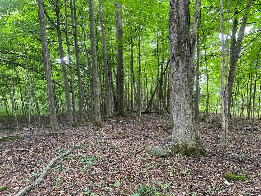 Northern Boundary Maple
