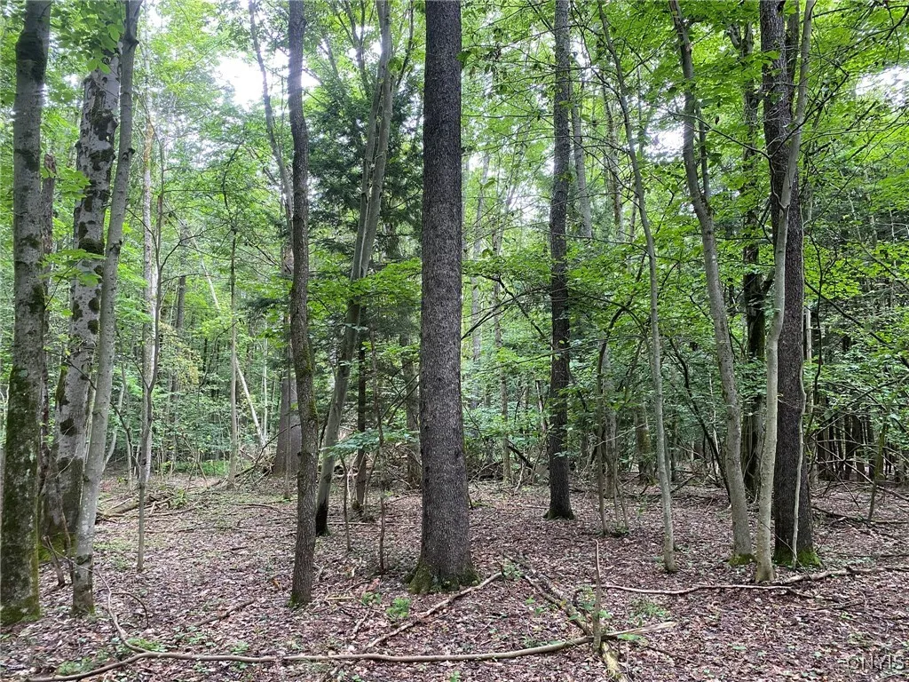 Large Sawtimber Cherry