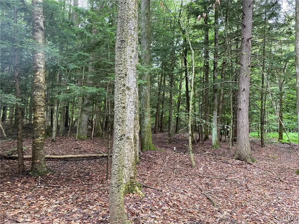 Birch, Beech and Hemlock