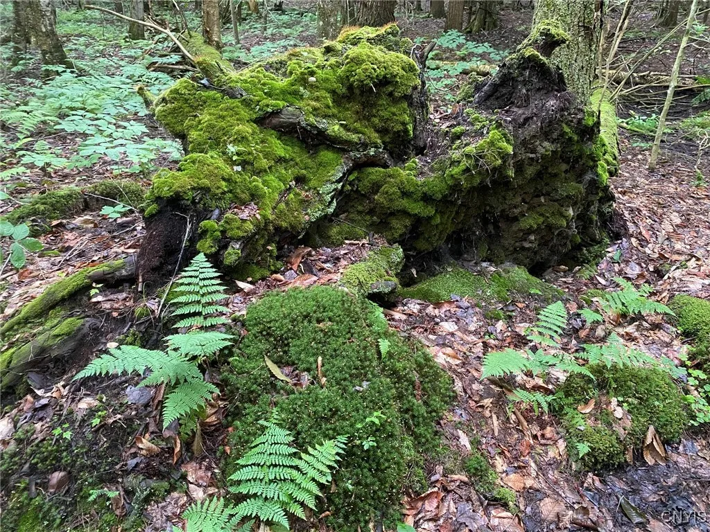 Moss on Stump
