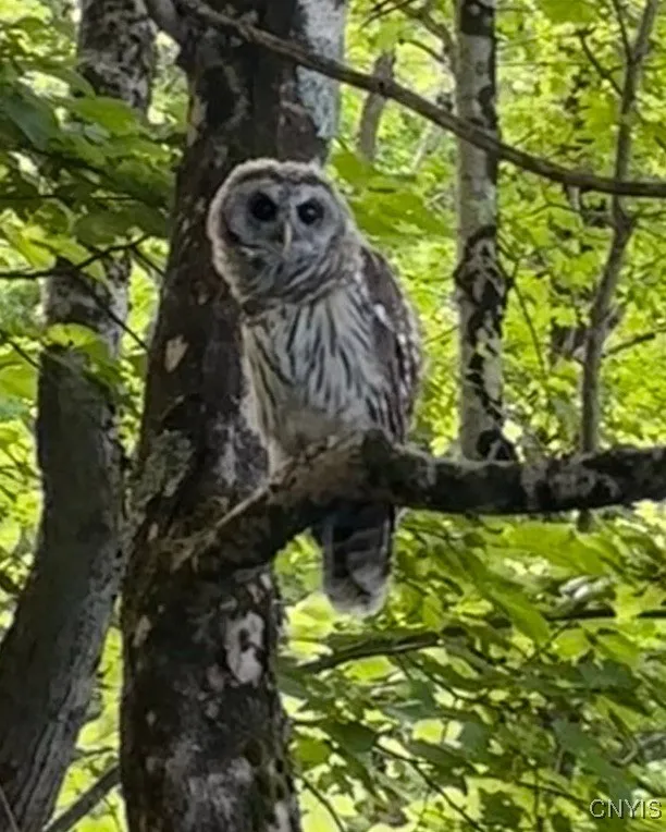 136 Hillside Drive, Manlius, New York 13104, Manlius, New York 13104, 3 Bedrooms Bedrooms, 7 Rooms Rooms,2 BathroomsBathrooms,Residential,Closed,136 Hillside Drive, Manlius, New York 13104,0,S1619760