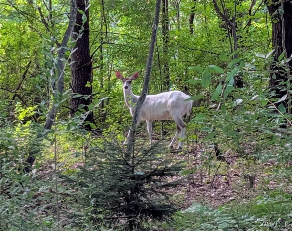 10246 Rile Road, Granger, New York 14735, Granger, New York 14735, 2 Bedrooms Bedrooms, 6 Rooms Rooms,1 BathroomBathrooms,Residential,Closed,10246 Rile Road, Granger, New York 14735,0,B1625614