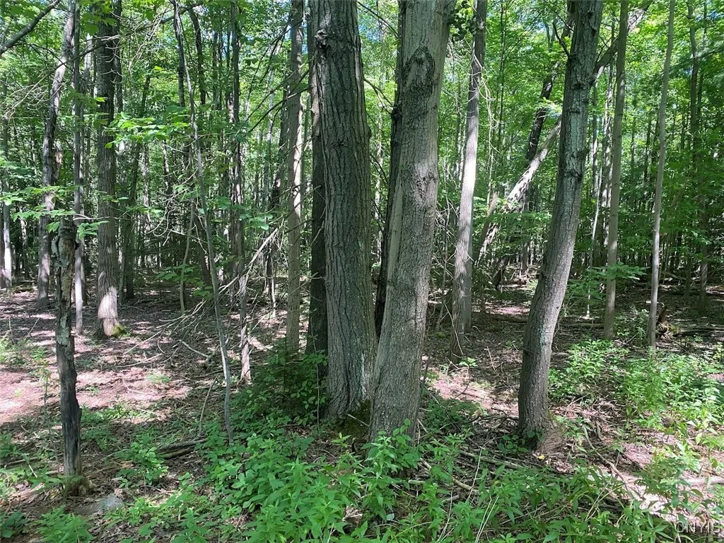 Eisaman Road, Grove, New York 14884, Grove, New York 14884, 3 Bedrooms Bedrooms, ,1 BathroomBathrooms,Land,Closed,Eisaman Road, Grove, New York 14884,0,S1626339