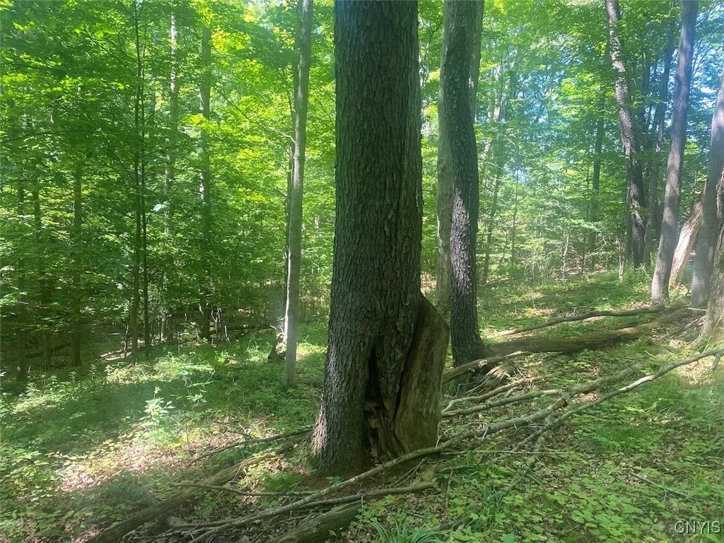 Eisaman Road, Grove, New York 14884, Grove, New York 14884, 3 Bedrooms Bedrooms, ,1 BathroomBathrooms,Land,Closed,Eisaman Road, Grove, New York 14884,0,S1626339