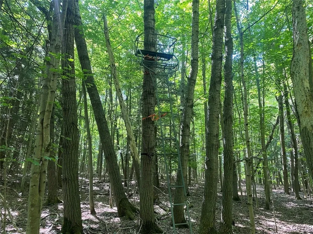 Eisaman Road, Grove, New York 14884, Grove, New York 14884, 3 Bedrooms Bedrooms, ,1 BathroomBathrooms,Land,Closed,Eisaman Road, Grove, New York 14884,0,S1626339