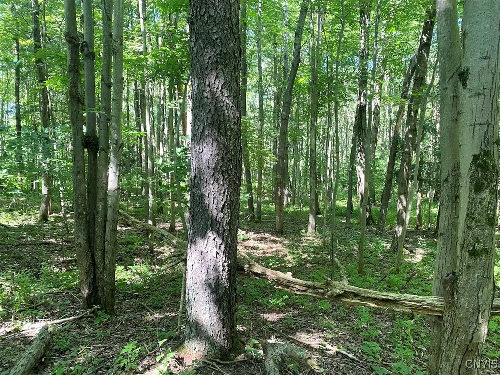 Eisaman Road, Grove, New York 14884, Grove, New York 14884, 3 Bedrooms Bedrooms, ,1 BathroomBathrooms,Land,Closed,Eisaman Road, Grove, New York 14884,0,S1626339