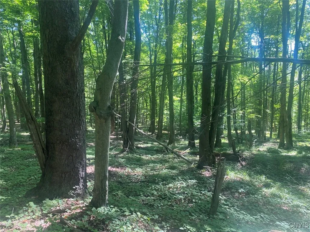 Eisaman Road, Grove, New York 14884, Grove, New York 14884, 3 Bedrooms Bedrooms, ,1 BathroomBathrooms,Land,Closed,Eisaman Road, Grove, New York 14884,0,S1626339