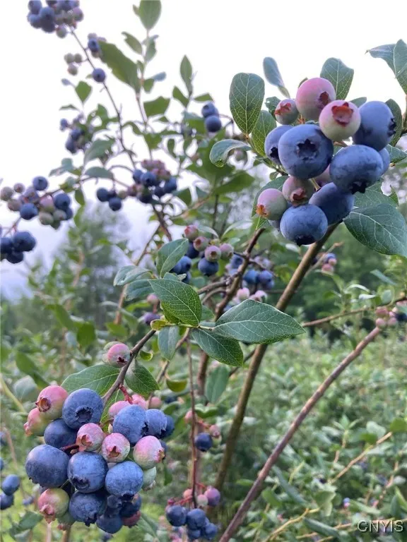 486 Jackson Hill Road, Greene, New York 13746, Greene, New York 13746, 4 Bedrooms Bedrooms, 8 Rooms Rooms,2 BathroomsBathrooms,Residential,Closed,486 Jackson Hill Road, Greene, New York 13746,0,S1626002