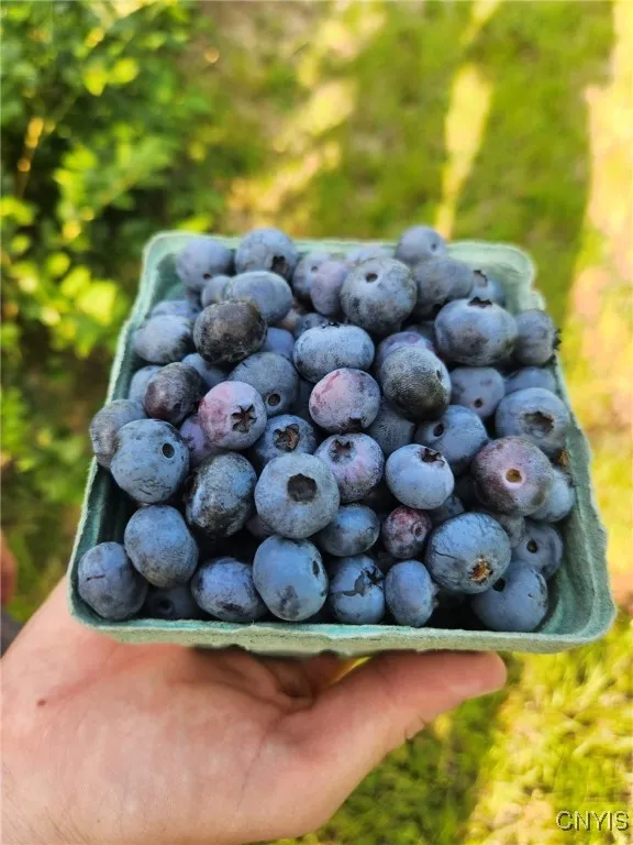 486 Jackson Hill Road, Greene, New York 13746, Greene, New York 13746, 4 Bedrooms Bedrooms, 8 Rooms Rooms,2 BathroomsBathrooms,Residential,Closed,486 Jackson Hill Road, Greene, New York 13746,0,S1626002