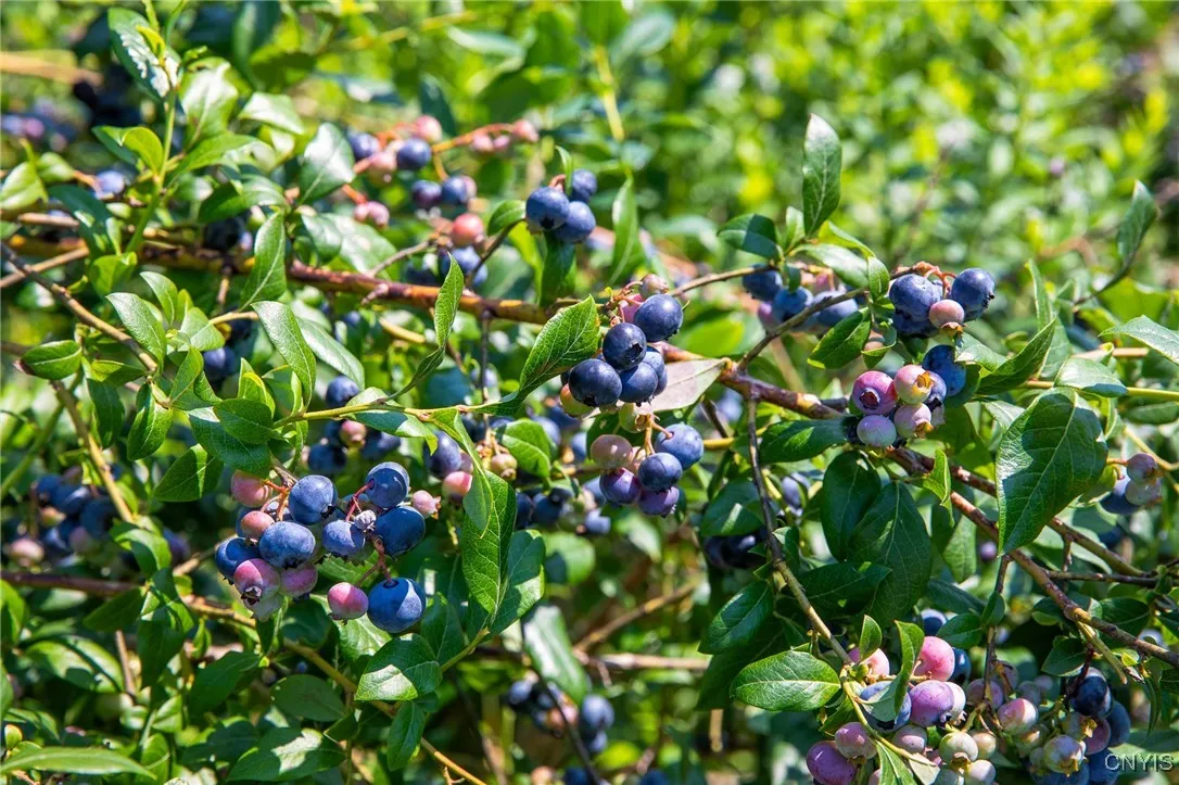 The property includes approx 1050 blueberry bushes