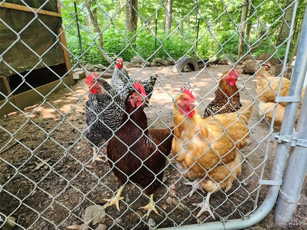 If you've ever dreamed of having chickens, here is the perfect space to do so!