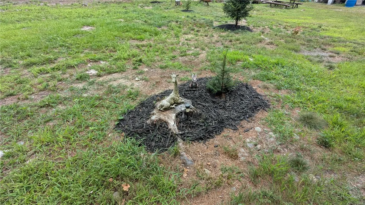 Small evergreen just waiting for your Holiday decoration in years to come