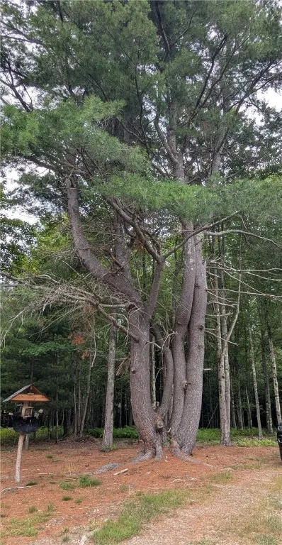 one of several very interesting pines on lot