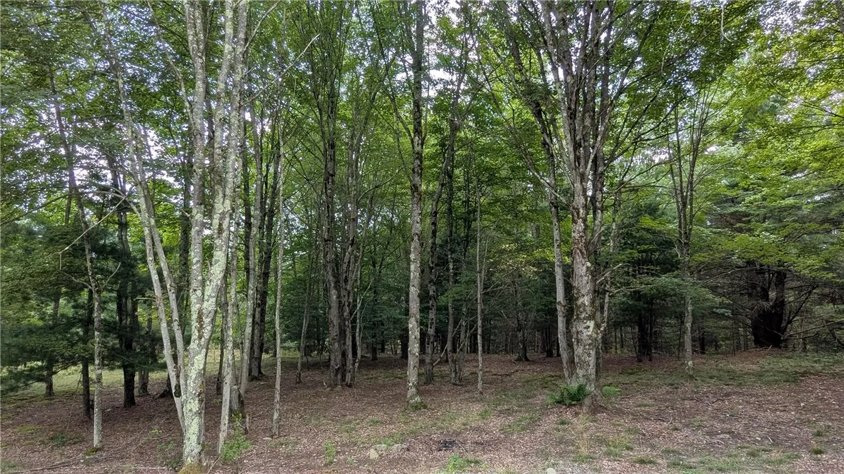 groomed forest area