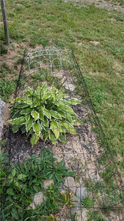 Hostas adorn lot