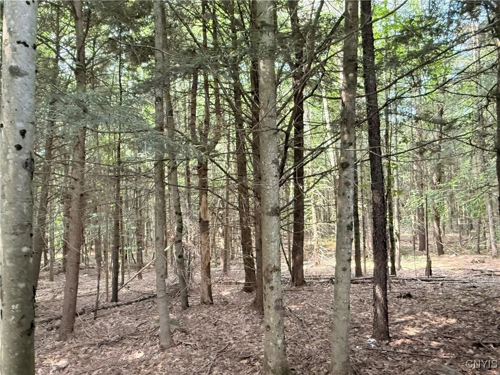 representation of woods