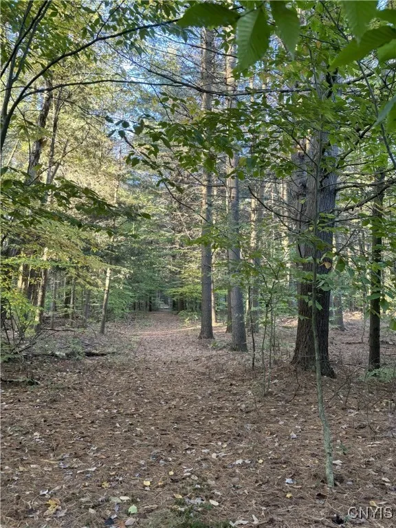 trails through the woods